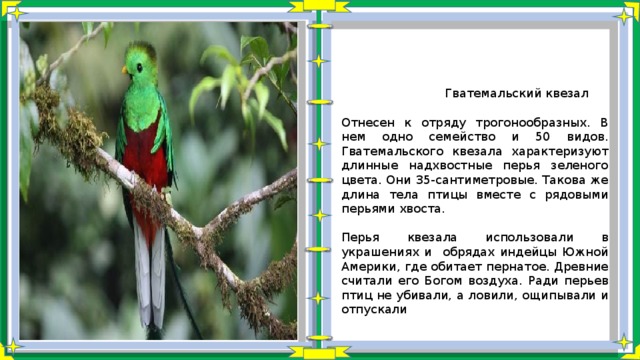  Гватемальский квезал Отнесен к отряду трогонообразных. В нем одно семейство и 50 видов. Гватемальского квезала характеризуют длинные надхвостные перья зеленого цвета. Они 35-сантиметровые. Такова же длина тела птицы вместе с рядовыми перьями хвоста. Перья квезала использовали в украшениях и обрядах индейцы Южной Америки, где обитает пернатое. Древние считали его Богом воздуха. Ради перьев птиц не убивали, а ловили, ощипывали и отпускали 