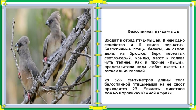  Белоспинная птица-мышь Входит в отряд птиц-мышей. В нем одно семейство и 6 видов пернатых. Белоспинные птицы белесы, на самом деле, на брюшке. Верх пернатых светло-серый. Крылья, хвост и голова чуть темнее. Как и прочие «мыши», представители вида любят висеть на ветках вниз головой. Из 32-х сантиметров длины тела белоспинной птицы-мыши на ее хвост приходятся 23. Увидеть животное можно в тропиках Южной Африки. 