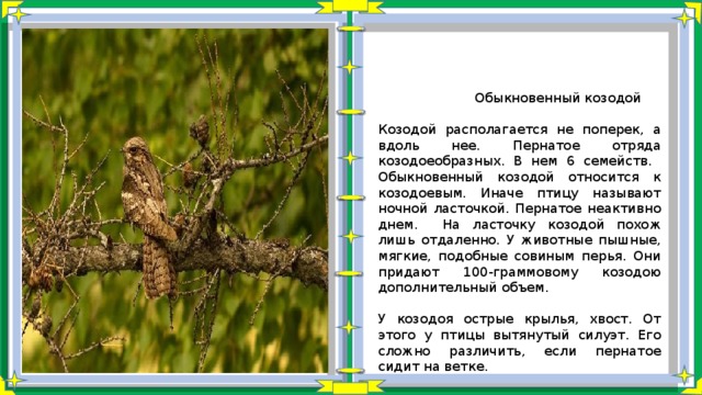  Обыкновенный козодой Козодой располагается не поперек, а вдоль нее. Пернатое отряда козодоеобразных. В нем 6 семейств. Обыкновенный козодой относится к козодоевым. Иначе птицу называют ночной ласточкой. Пернатое неактивно днем. На ласточку козодой похож лишь отдаленно. У животные пышные, мягкие, подобные совиным перья. Они придают 100-граммовому козодою дополнительный объем. У козодоя острые крылья, хвост. От этого у птицы вытянутый силуэт. Его сложно различить, если пернатое сидит на ветке. 