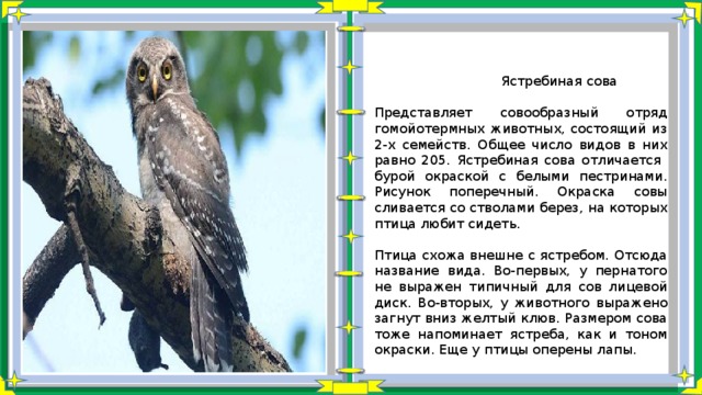  Ястребиная сова Представляет совообразный отряд гомойотермных животных, состоящий из 2-х семейств. Общее число видов в них равно 205. Ястребиная сова отличается бурой окраской с белыми пестринами. Рисунок поперечный. Окраска совы сливается со стволами берез, на которых птица любит сидеть. Птица схожа внешне с ястребом. Отсюда название вида. Во-первых, у пернатого не выражен типичный для сов лицевой диск. Во-вторых, у животного выражено загнут вниз желтый клюв. Размером сова тоже напоминает ястреба, как и тоном окраски. Еще у птицы оперены лапы. 