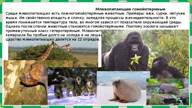  Млекопитающие гомойотермные Среди млекопитающих есть ложногомойотермные животные. Примеры: ежи, сурки, летучие мыши. Им свойственно впадать в спячку, замедляя процессы жизнедеятельности. В это время понижается температура тела, во многом завися от показателя окружающей среды. Однако после спячки животные становятся гомойотермными. Поэтому зоологи называют промежуточный класс гетеротермным. Млекопитающие уступают,птицам иначе не замерзали бы пробыв долго на холоде и не лишались бы сознания от жары Царство млекопитающих делится на 12 отрядов. 