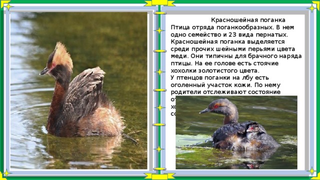 Красношейная поганка Птица отряда поганкообразных. В нем одно семейство и 23 вида пернатых. Красношейная поганка выделяется среди прочих шейными перьями цвета меди. Они типичны для брачного наряда птицы. На ее голове есть стоячие хохолки золотистого цвета. У птенцов поганки на лбу есть оголенный участок кожи. По нему родители отслеживают состояние отпрысков. Пятно белеет, если им холодно и краснеет, когда молодь согрета. 