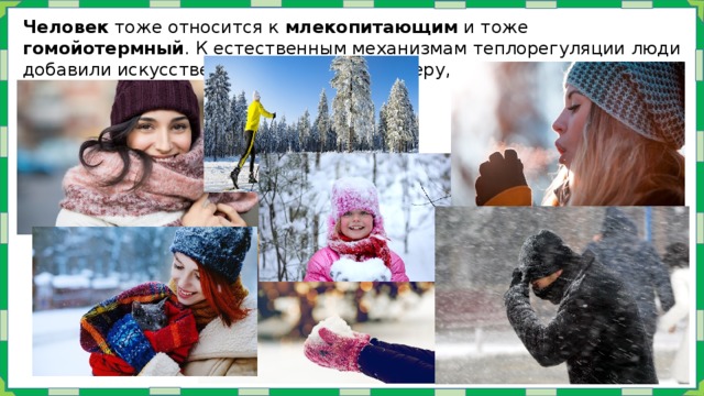 Человек тоже относится к млекопитающим и тоже гомойотермный . К естественным механизмам теплорегуляции люди добавили искусственный обогрев, к примеру, с помощью одежды . 