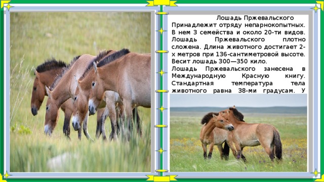  Лошадь Пржевальского Принадлежит отряду непарнокопытных. В нем 3 семейства и около 20-ти видов. Лошадь Пржевальского плотно сложена. Длина животного достигает 2-х метров при 136-сантиметровой высоте. Весит лошадь 300—350 кило. Лошадь Пржевальского занесена в Международную Красную книгу. Стандартная температура тела животного равна 38-ми градусам. У жеребят и беременных кобыл показатель на градус выше. 