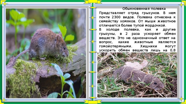  Обыкновенная полевка Представляет отряд грызунов. В нем почти 2300 видов. Полевка отнесена к семейству хомяков. От мыши животное отличается более тупой мордочкой. В холоде полевка, как и другие грызуны, в 2 раза ускоряет обмен веществ. Это не однозначный ответ на вопрос, какие животные являются гомойотермными. Хищники могут ускорить обмен веществ лишь на 0,8 единицы, а вот ежи произвольно наращивают скорость в 7 раз. 
