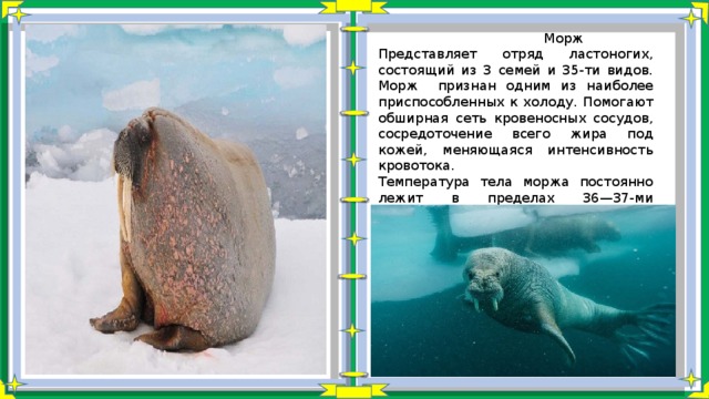  Морж Представляет отряд ластоногих, состоящий из 3 семей и 35-ти видов. Морж признан одним из наиболее приспособленных к холоду. Помогают обширная сеть кровеносных сосудов, сосредоточение всего жира под кожей, меняющаяся интенсивность кровотока. Температура тела моржа постоянно лежит в пределах 36—37-ми градусов. Показатель кожи может быть иным, но всегда на пару градусов больше окружающей среды. 