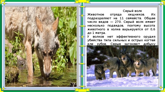  Серый волк Животное отряда хищников. Их подразделяют на 11 семейств. Общее число видов — 270. Серый волк имеет несколько подвидов, поэтому высота животного в холке варьируется от 0,6 до 1 метра. У волков нет эффективного орудия убийства типа сильных и острых когтей или зубов. Серые загоняют добычу стаей, беря измором. Волки начинают есть еще живую жертву, когда та падает без сил. 