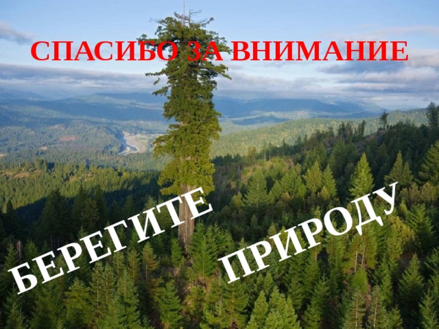 БЕРЕГИТЕ ПРИРОДУ СПАСИБО ЗА ВНИМАНИЕ 