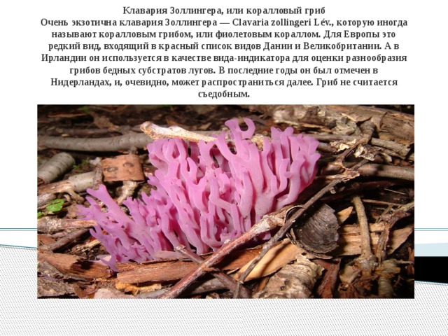 Клавария Золлингера, или коралловый гриб  Очень экзотична клавария Золлингера — Clavaria zollingeri Lév., которую иногда называют коралловым грибом, или фиолетовым кораллом. Для Европы это редкий вид, входящий в красный список видов Дании и Великобритании. А в Ирландии он используется в качестве вида-индикатора для оценки разнообразия грибов бедных субстратов лугов. В последние годы он был отмечен в Нидерландах, и, очевидно, может распространиться далее. Гриб не считается съедобным.   