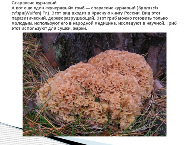 Спарассис курчавый  А вот еще один «кучерявый» гриб — спарассис курчавый ( Sparassis crispa (Wulfen) Fr.). Этот вид входит в Красную книгу России. Вид этот паразитический, дереворазрушающий. Этот гриб можно готовить только молодым, используют его в народной медицине, исследуют в научной. Гриб этот используют для сушки, жарки.   