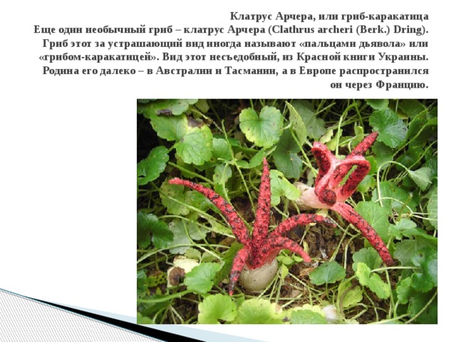   Клатрус Арчера, или гриб-каракатица  Еще один необычный гриб – клатрус Арчера (Clathrus archeri (Berk.) Dring). Гриб этот за устрашающий вид иногда называют «пальцами дьявола» или «грибом-каракатицей». Вид этот несъедобный, из Красной книги Украины. Родина его далеко – в Австралии и Тасмании, а в Европе распространился он через Францию.   