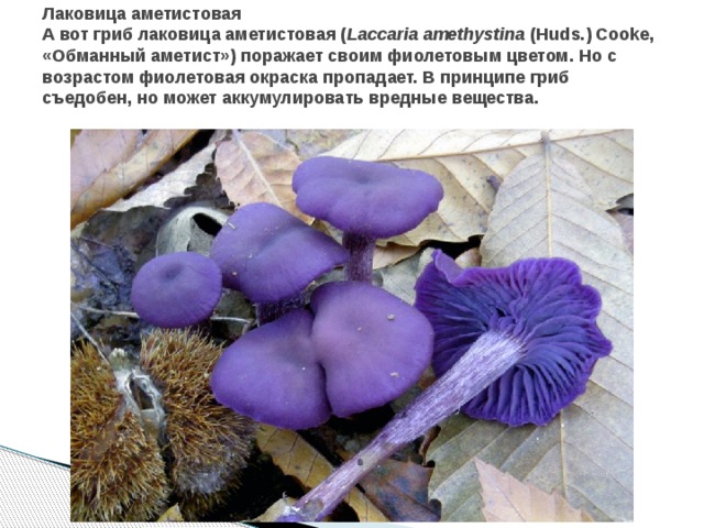 Лаковица аметистовая  А вот гриб лаковица аметистовая ( Laccaria amethystina  (Huds.) Cooke, «Обманный аметист») поражает своим фиолетовым цветом. Но с возрастом фиолетовая окраска пропадает. В принципе гриб съедобен, но может аккумулировать вредные вещества.    