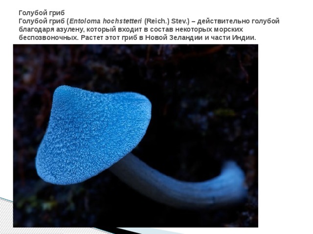 Голубой гриб  Голубой гриб ( Entoloma hochstetteri  (Reich.) Stev.) – действительно голубой благодаря азулену, который входит в состав некоторых морских беспозвоночных. Растет этот гриб в Новой Зеландии и части Индии.   