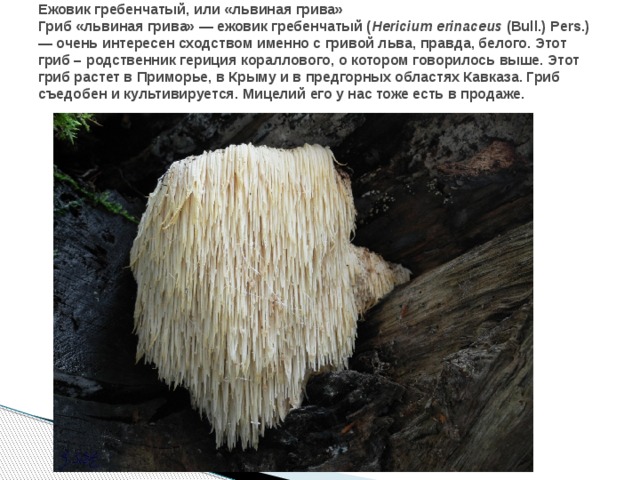 Ежовик гребенчатый, или «львиная грива»  Гриб «львиная грива» — ежовик гребенчатый ( Hericium erinaceus  (Bull.) Pers.) — очень интересен сходством именно с гривой льва, правда, белого. Этот гриб – родственник гериция кораллового, о котором говорилось выше. Этот гриб растет в Приморье, в Крыму и в предгорных областях Кавказа. Гриб съедобен и культивируется. Мицелий его у нас тоже есть в продаже.   