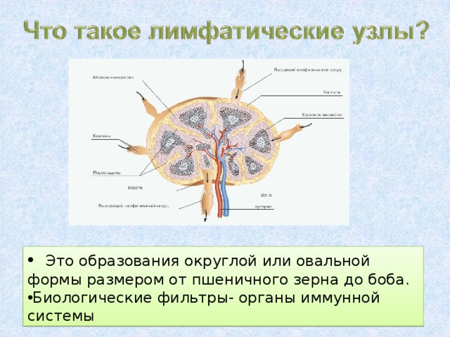  Это образования округлой или овальной формы размером от пшеничного зерна до боба. Биологические фильтры- органы иммунной системы 