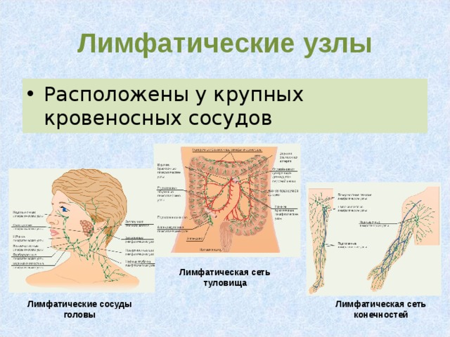 Лимфатические узлы Расположены у крупных кровеносных сосудов Лимфатическая сеть туловища Лимфатические сосуды головы Лимфатическая сеть конечностей 