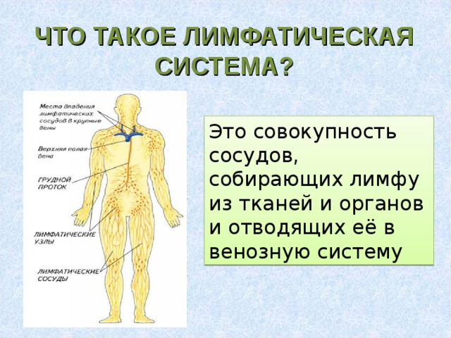 ЧТО ТАКОЕ ЛИМФАТИЧЕСКАЯ СИСТЕМА? Это совокупность сосудов, собирающих лимфу из тканей и органов и отводящих её в венозную систему 