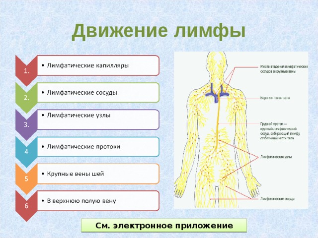 Движение лимфы См. электронное приложение 