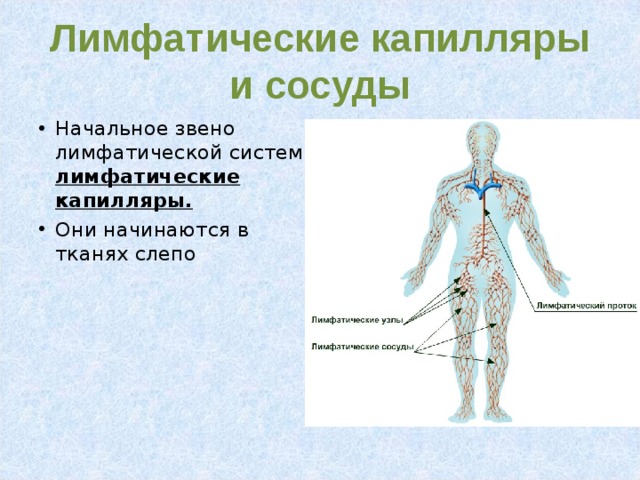 Лимфатические капилляры и сосуды Начальное звено лимфатической системы- лимфатические капилляры. Они начинаются в тканях слепо 