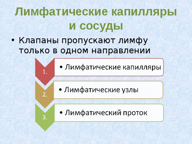 Лимфатические капилляры и сосуды Клапаны пропускают лимфу только в одном направлении  