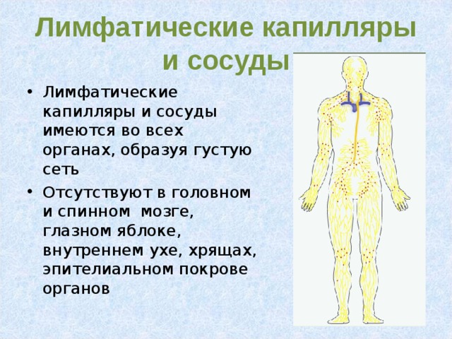 Лимфатические капилляры и сосуды Лимфатические капилляры и сосуды имеются во всех органах, образуя густую сеть Отсутствуют в головном и спинном мозге, глазном яблоке, внутреннем ухе, хрящах, эпителиальном покрове органов 