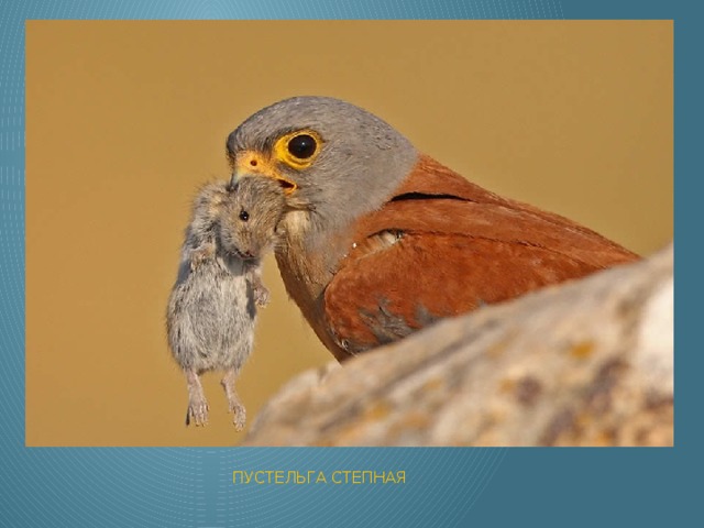  Пустельга степная 