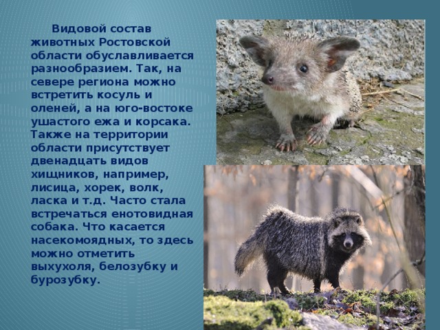  Видовой состав животных Ростовской области обуславливается разнообразием. Так, на севере региона можно встретить косуль и оленей, а на юго-востоке ушастого ежа и корсака. Также на территории области присутствует двенадцать видов хищников, например, лисица, хорек, волк, ласка и т.д. Часто стала встречаться енотовидная собака. Что касается насекомоядных, то здесь можно отметить выхухоля, белозубку и бурозубку. 