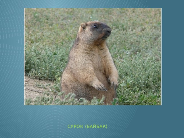 СУРОК (БАЙБАК) 