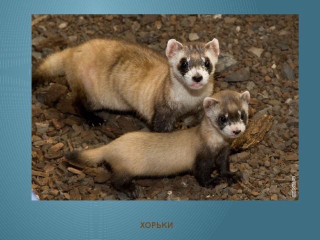 ХОРЬКИ 