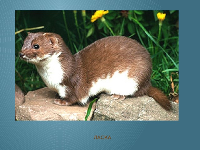 ЛАСКА 