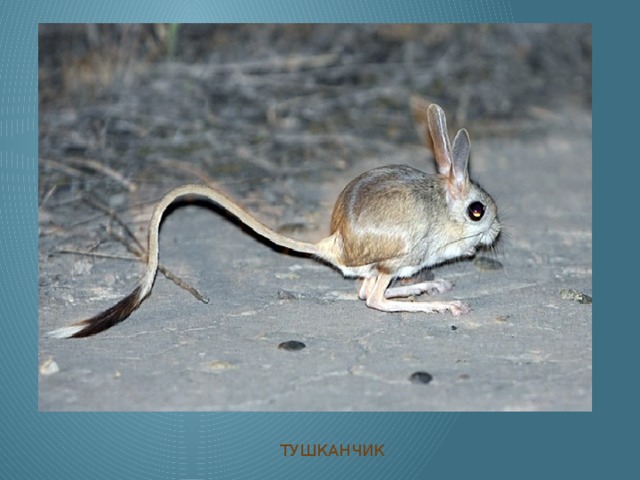 ТУШКАНЧИК 