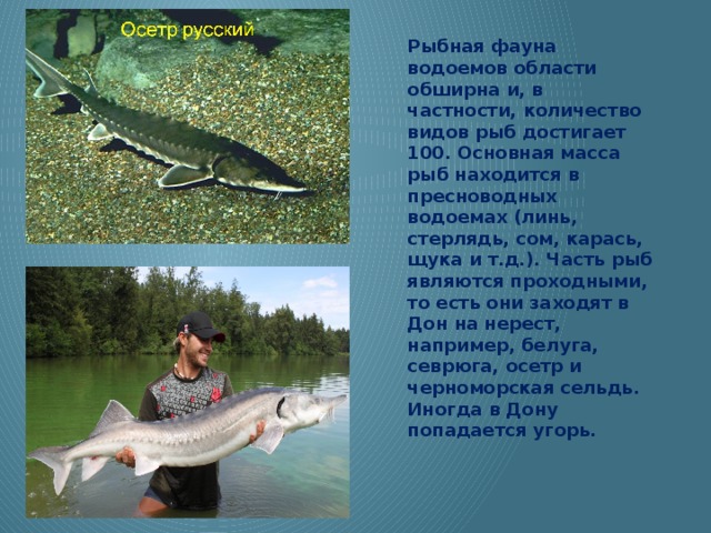 Рыбная фауна водоемов области обширна и, в частности, количество видов рыб достигает 100. Основная масса рыб находится в пресноводных водоемах (линь, стерлядь, сом, карась, щука и т.д.). Часть рыб являются проходными, то есть они заходят в Дон на нерест, например, белуга, севрюга, осетр и черноморская сельдь. Иногда в Дону попадается угорь. 