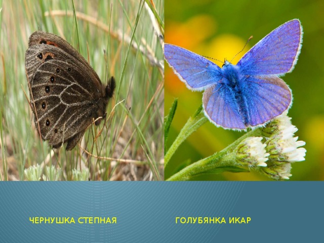 ГОЛУБЯНКА ИКАР ЧЕРНУШКА СТЕПНАЯ 