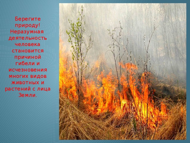 Берегите природу! Неразумная деятельность человека становится причиной гибели и исчезновения многих видов животных и растений с лица Земли.  