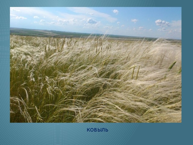 Ковыль 