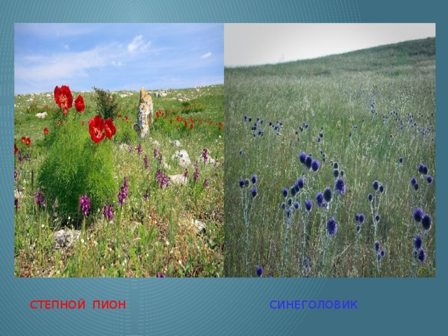 степной пион синеголовик 