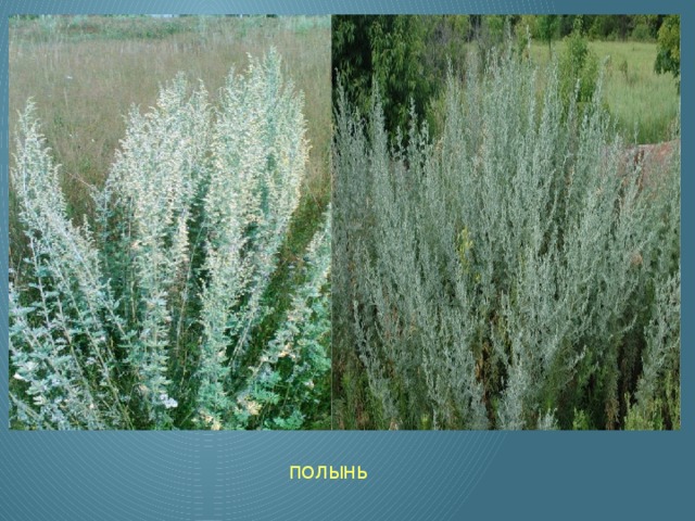 ПОЛЫНЬ 