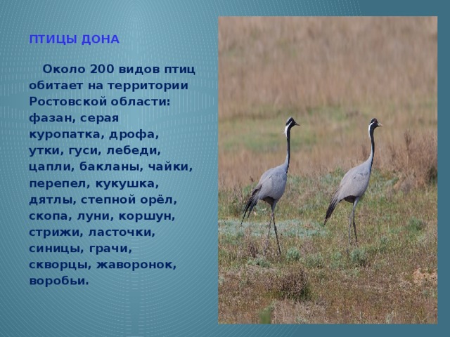ПТИЦЫ ДОНА  Около 200 видов птиц обитает на территории Ростовской области: фазан, серая куропатка, дрофа, утки, гуси, лебеди, цапли, бакланы, чайки, перепел, кукушка, дятлы, степной орёл, скопа, луни, коршун, стрижи, ласточки, синицы, грачи, скворцы, жаворонок, воробьи.  