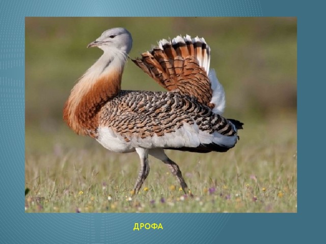 ДРОФА 