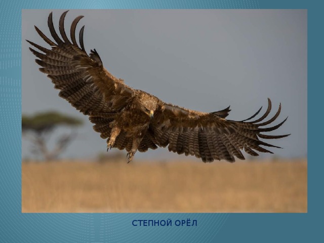 Степной орёл 