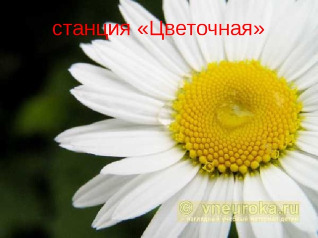  станция «Цветочная» 