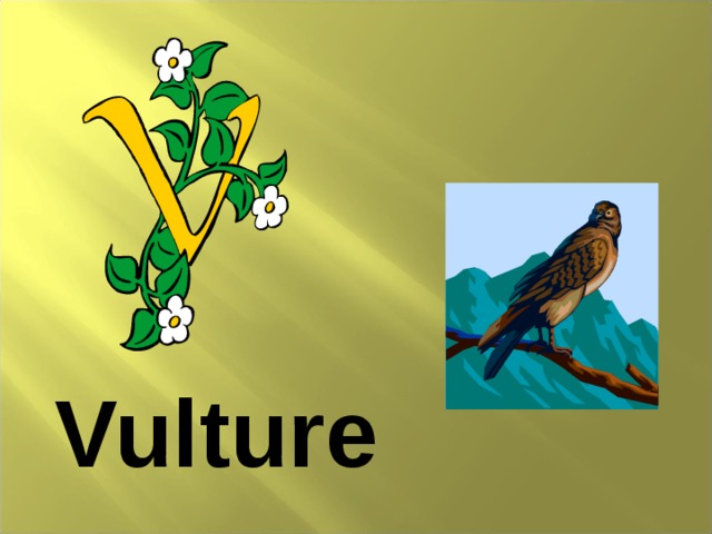 Vulture 