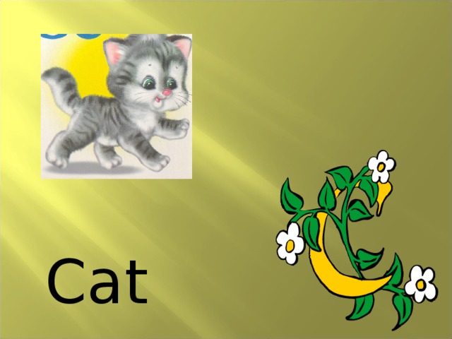 Cat 