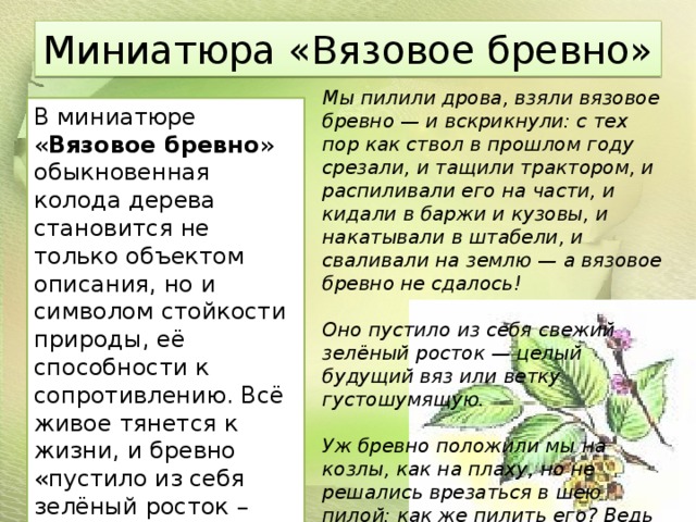 Миниатюра «Вязовое бревно» Мы пилили дрова, взяли вязовое бревно — и вскрикнули: с тех пор как ствол в прошлом году срезали, и тащили трактором, и распиливали его на части, и кидали в баржи и кузовы, и накатывали в штабели, и сваливали на землю — а вязовое бревно не сдалось!   Оно пустило из себя свежий зелёный росток — целый будущий вяз или ветку густошумящую.   Уж бревно положили мы на козлы, как на плаху, но не решались врезаться в шею пилой: как же пилить его? Ведь оно тоже жить хочет! Ведь вот как оно хочет жить — больше нас! В миниатюре « Вязовое бревно » обыкновенная колода дерева становится не только объектом описания, но и символом стойкости природы, её способности к сопротивлению. Всё живое тянется к жизни, и бревно «пустило из себя зелёный росток – целый будущий вяз или ветку густо шумящую». 