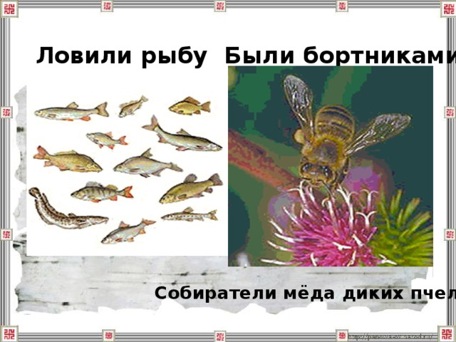 Ловили рыбу Были бортниками Собиратели мёда диких пчел . 