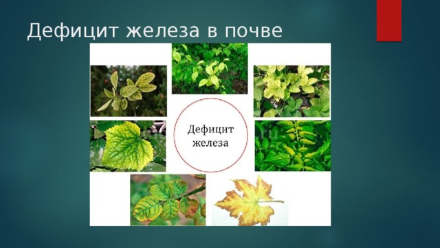Дефицит железа в почве 