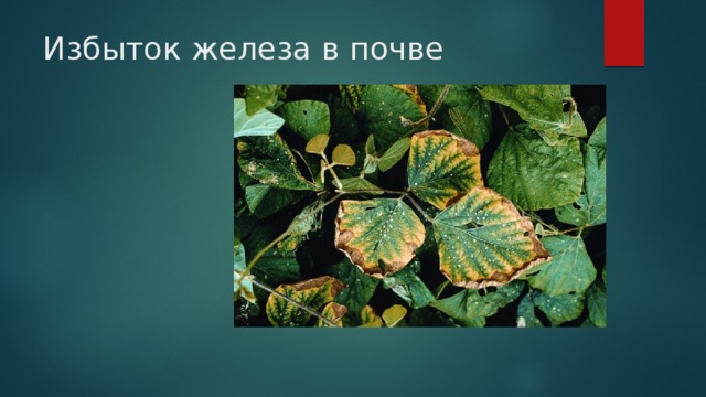 Избыток железа в почве 