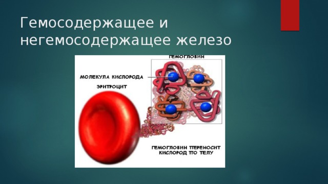 Гемосодержащее и негемосодержащее железо 