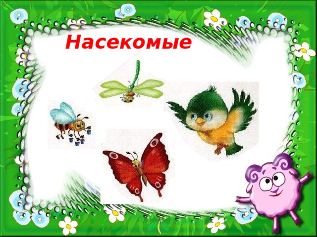 Насекомые 