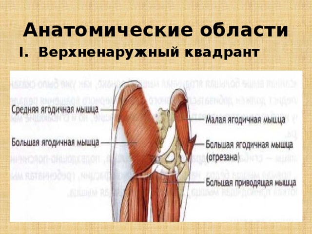 Анатомические области Верхненаружный квадрант ягодицы  